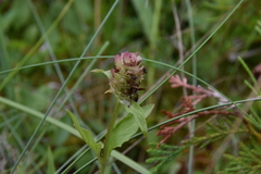 Prunella vulgaris lanceolata
