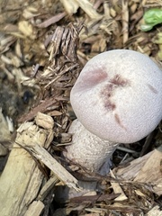 Laccaria ochropurpurea