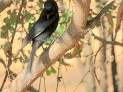 Dicrurus adsimilis apivorus