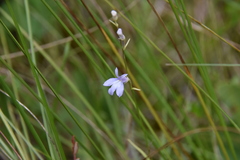 Lobelia kalmii
