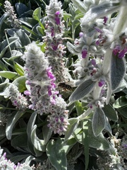 Anthidium manicatum