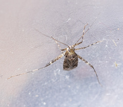 Phytocoris intricatus