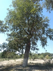 Quercus