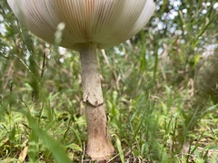 Amanita amerirubescens