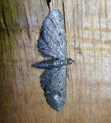 Eupithecia