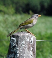 Embernagra platensis