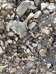 Anaxyrus americanus charlesmithi