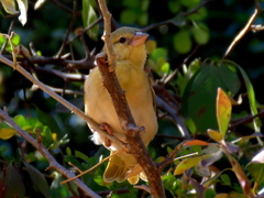 Ploceus velatus caurinus