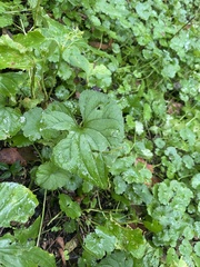 Viola