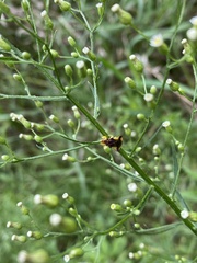 Phymata pennsylvanica