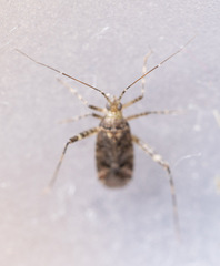Phytocoris intricatus