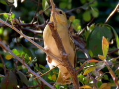 Ploceus velatus caurinus