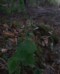 Teucrium