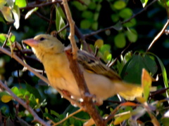 Ploceus velatus caurinus