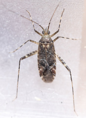 Phytocoris intricatus