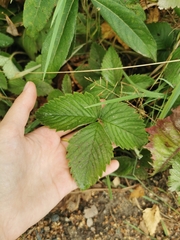 Fragaria moschata