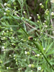 Phymata pennsylvanica