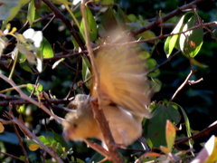 Ploceus velatus caurinus