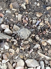 Anaxyrus americanus charlesmithi