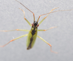 Teratocoris antennatus
