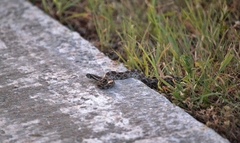 Pantherophis emoryi