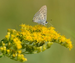 Lycaena tityrus