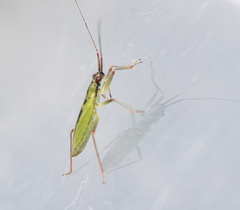 Teratocoris antennatus