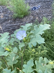 Datura quercifolia