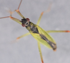 Teratocoris antennatus
