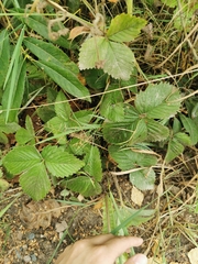 Fragaria moschata