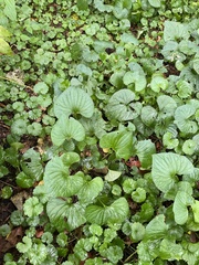 Viola septentrionalis