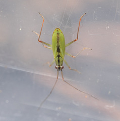 Teratocoris antennatus