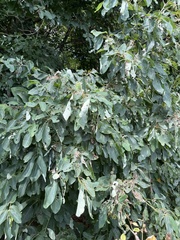 Quercus muehlenbergii