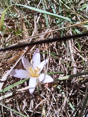 Colchicum