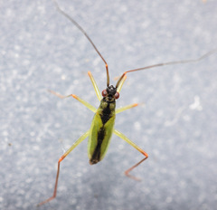 Teratocoris antennatus