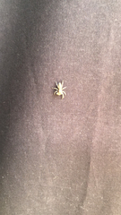 Hentzia mitrata