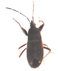 Rhyparochromidae