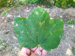 Acer opalus