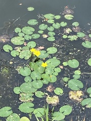 Nymphoides peltata