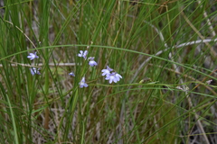 Lobelia kalmii