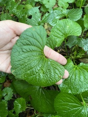 Viola septentrionalis