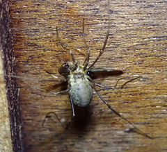Oligolophinae