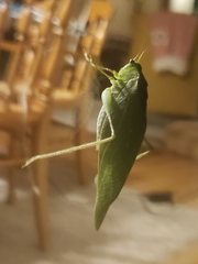 Microcentrum retinerve