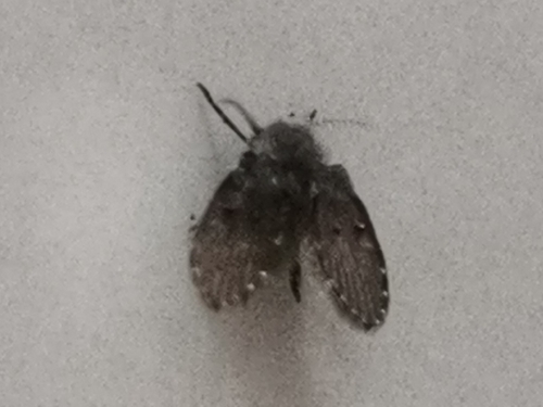 Bathroom Moth Fly
