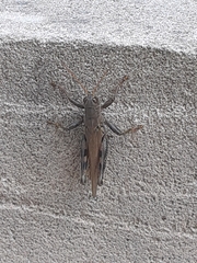 Melanoplus differentialis