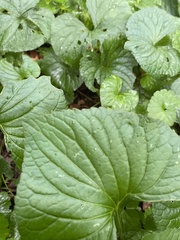 Viola septentrionalis