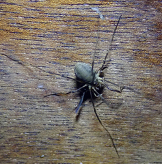 Oligolophinae