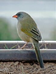 Embernagra platensis