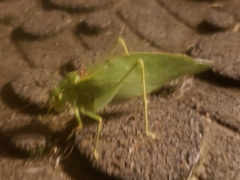 Microcentrum retinerve