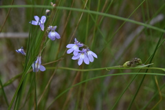 Lobelia kalmii